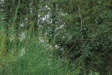 Racyne Discovery Set at Stéle