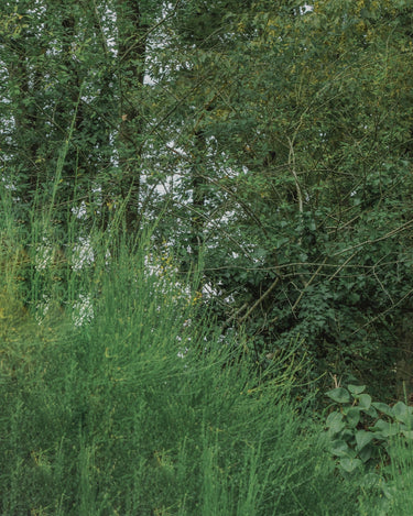 Racyne Discovery Set at Stéle