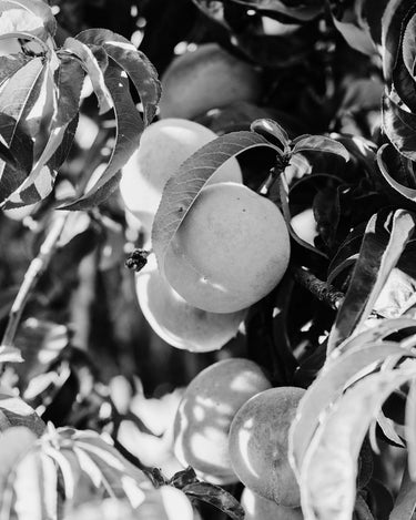 Museum Apotheker Artifact_0002 Parfum at Stéle