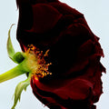 Serviette Byronic Hero Eau de Parfum at Stéle