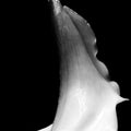 Fine Scents Joie de Sannes Eau de Parfum - Stéle