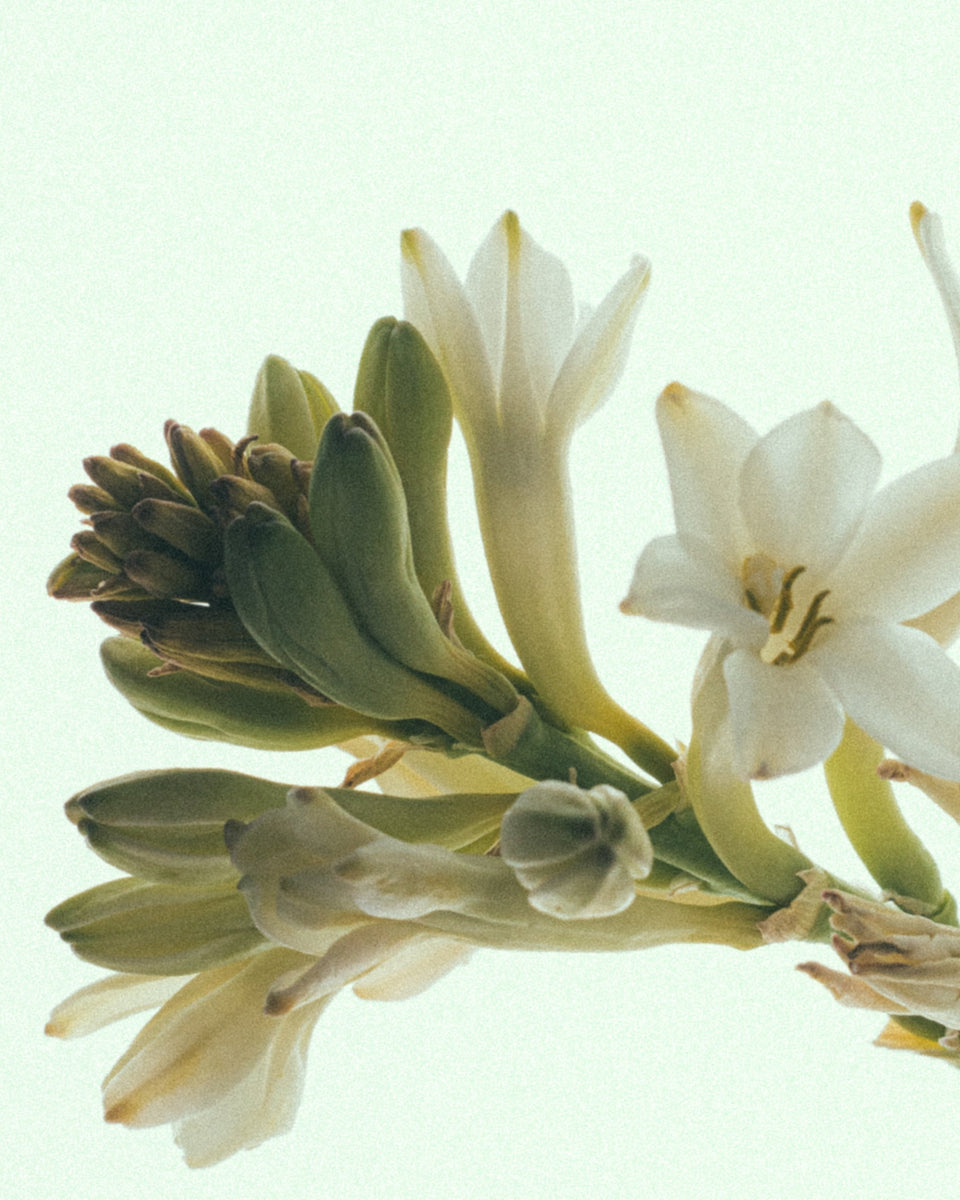 Fine Scents Fashionably Late Eau de Parfum - Stéle