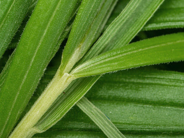 Vallense Sun Eau de Parfum at Stéle