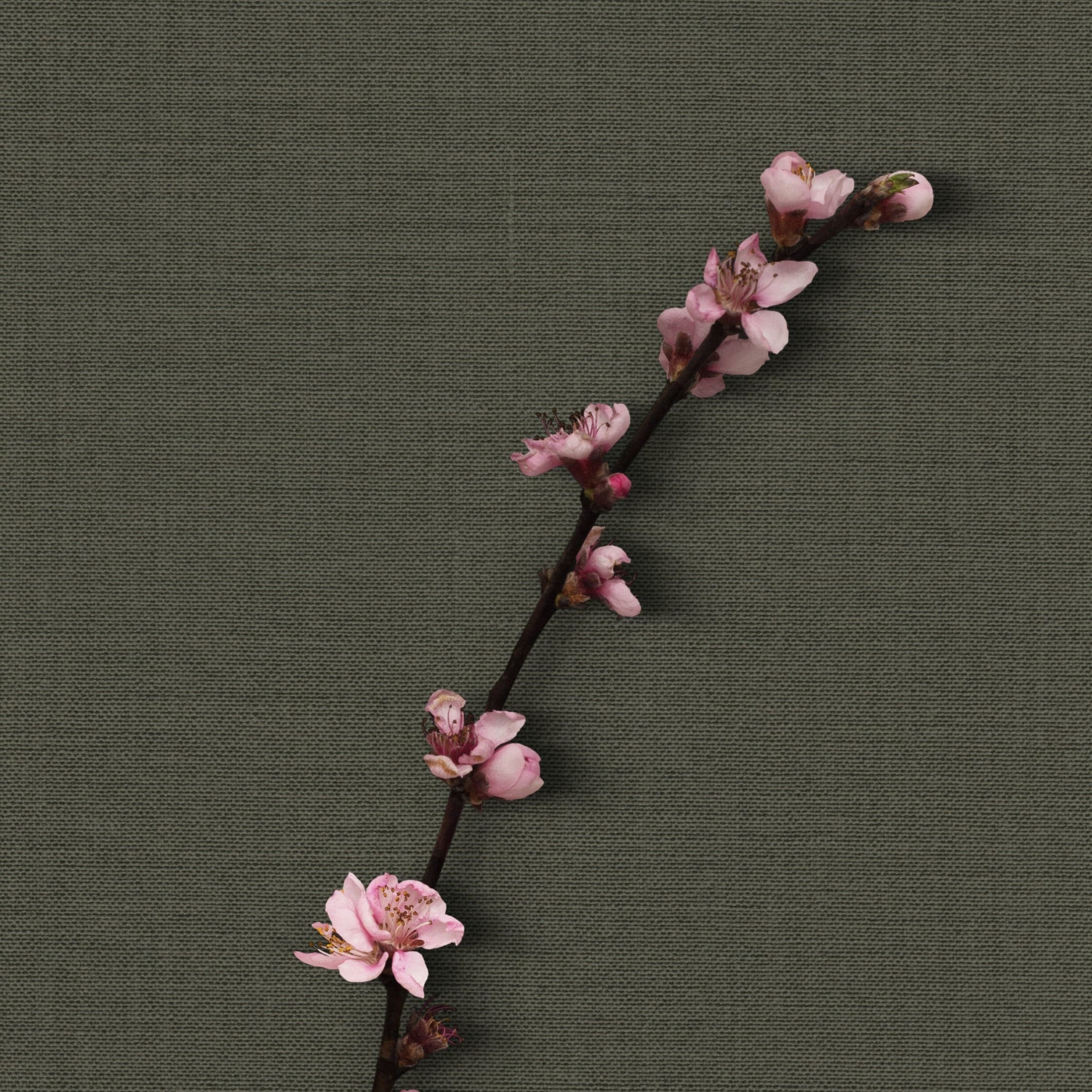 Hima Jomo Spring In Bome Eau de Parfum at Stéle