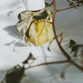 Senyokô Migration de l'Arbre Eau de Parfum - Stéle