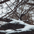 Senyokô Migration de l'Arbre Eau de Parfum - Stéle