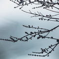 Senyokô Migration de l'Arbre Eau de Parfum - Stéle