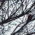 Senyokô Migration de l'Arbre Eau de Parfum - Stéle