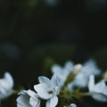 Senyokô Duo des Fleurs Eau de Parfum - Stéle
