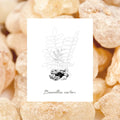 EPC Bergamot Incense Eau de Parfum - Stéle
