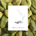 EPC Cardamom Moss Eau de Parfum - Stéle