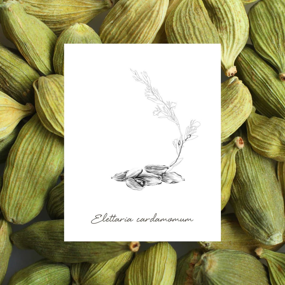 EPC Cardamom Moss Eau de Parfum - Stéle