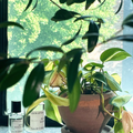 Circle of Lim Mister Bungalow Eau de Cologne at Stéle