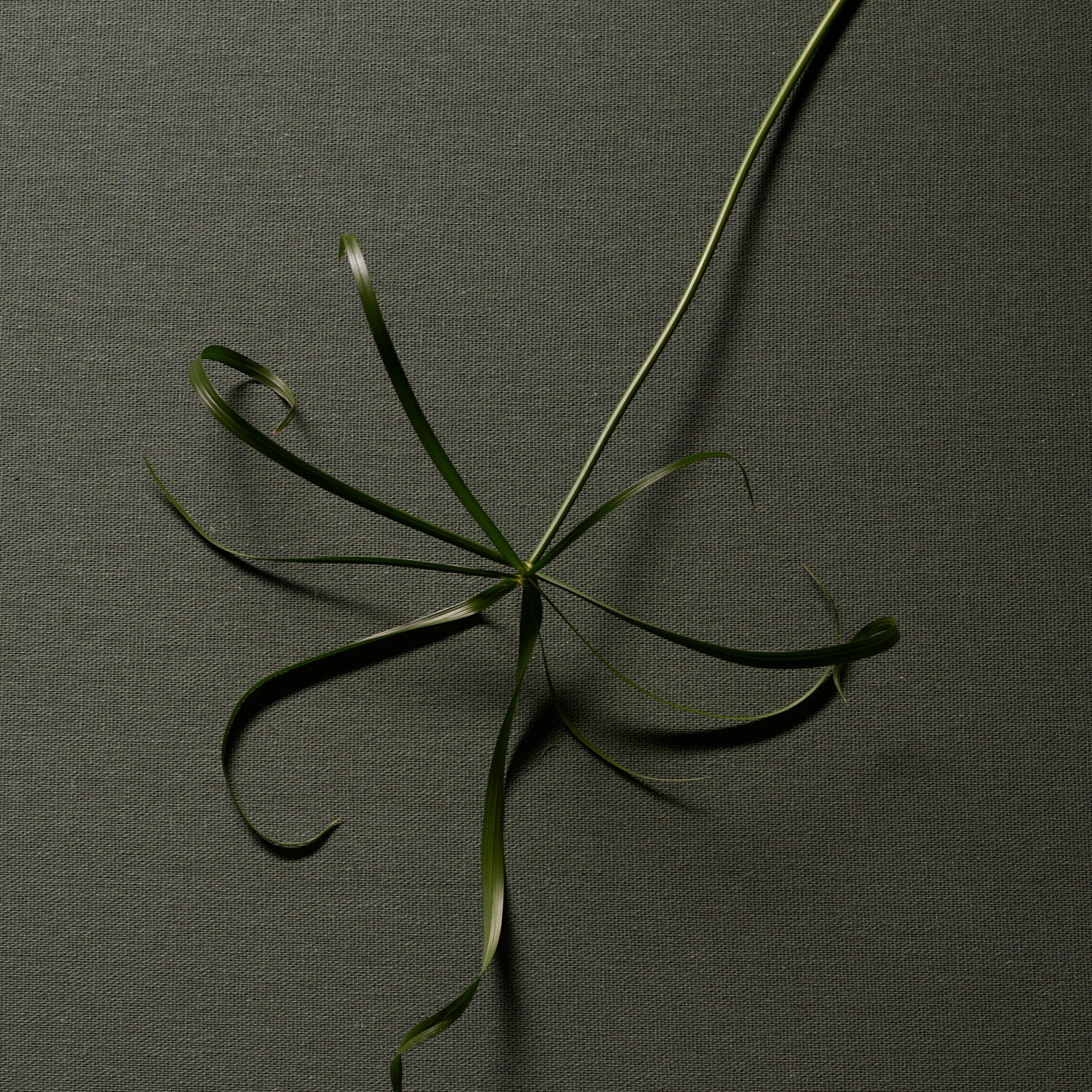 Hima Jomo Spring In Bome Eau de Parfum at Stéle