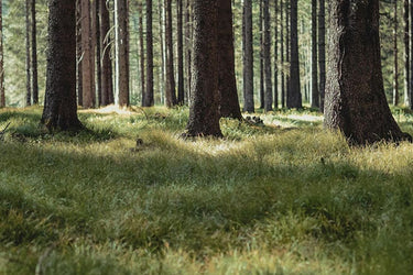 Ode Ona Dawn Earth Eau de Parfum at Stéle