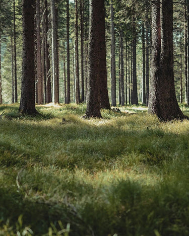 Ode Ona Dawn Earth Eau de Parfum at Stéle
