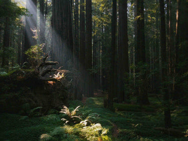 Vallense Spirit Eau de Parfum at Stéle