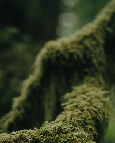 Ode Ona Dawn Earth Eau de Parfum at Stéle