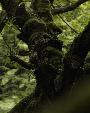 Ode Ona Dawn Earth Eau de Parfum at Stéle