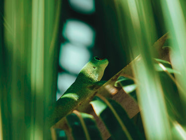 Vallense Sun Eau de Parfum at Stéle