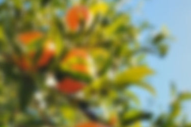 Orika Yuzu Sunrise Incense at Stéle