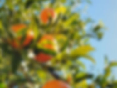 Orika Yuzu Sunrise Incense at Stéle