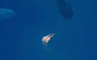 Chasing the Sun: Late Summer at Stéle - Stéle