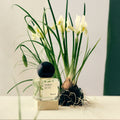 Racyne Verdeur Eau de Parfum - Stéle