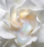 L'Entropiste White Blood Eau de Parfum - Stéle
