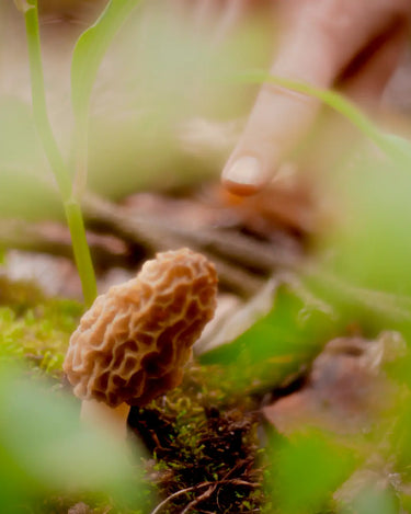 Clue Morel Map Eau de Parfum - Stéle