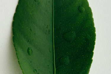 Racyne Verdeur Eau de Parfum - Stéle