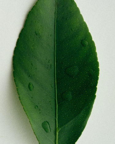 Racyne Verdeur Eau de Parfum - Stéle