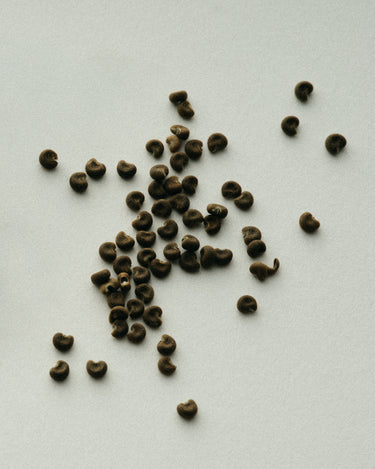 Racyne Santal Ceremony Eau de Parfum - Stéle