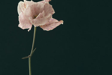 Racyne La Terre, La Nuit Eau de Parfum - Stéle