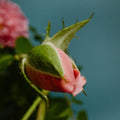 Perfumer H Rose With Insect Eau de Parfum - Stéle