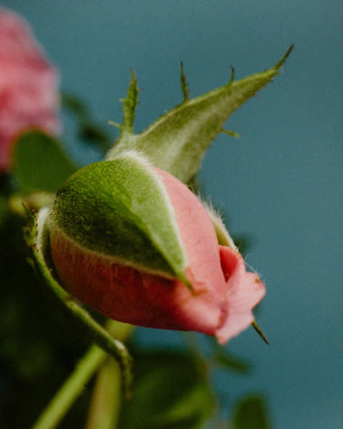 Perfumer H Rose With Insect Eau de Parfum - Stéle