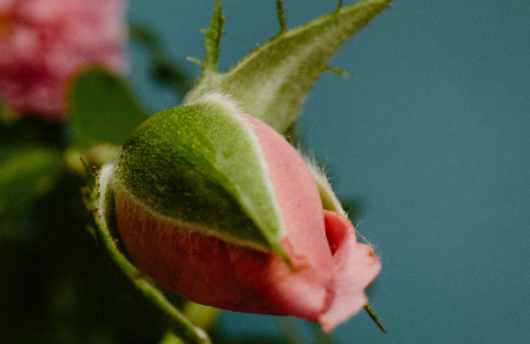 Perfumer H Rose With Insect Eau de Parfum - Stéle