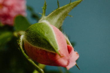 Perfumer H Rose With Insect Eau de Parfum - Stéle