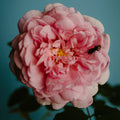 Perfumer H Rose With Insect Eau de Parfum - Stéle