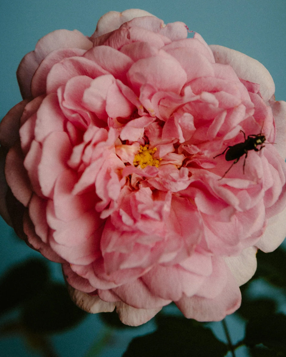 Perfumer H Rose With Insect Eau de Parfum – Stéle