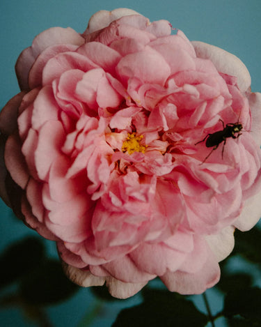 Perfumer H Rose With Insect Eau de Parfum - Stéle