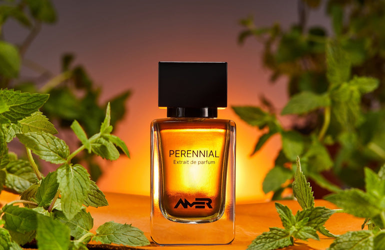 Amer Perennial Extrait De Parfum - Stéle