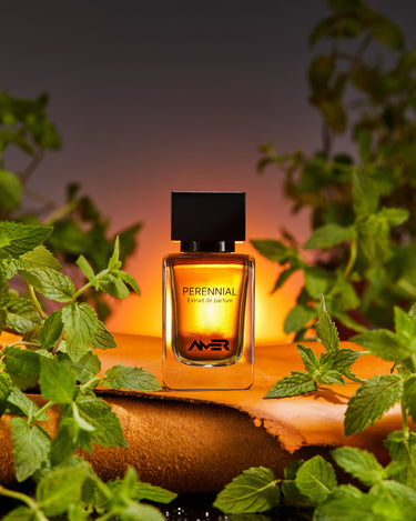 Amer Perennial Extrait De Parfum - Stéle
