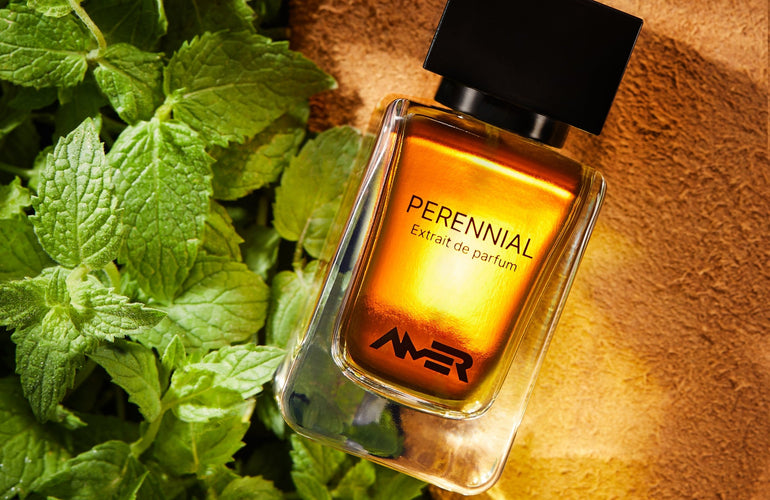 Amer Perennial Extrait De Parfum - Stéle