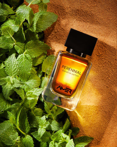 Amer Perennial Extrait De Parfum - Stéle