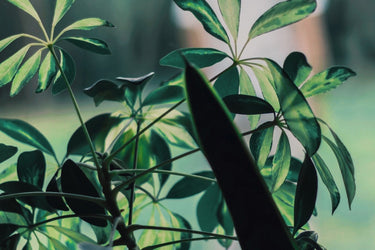 Racyne Quelque Part Eau de Parfum at Stéle