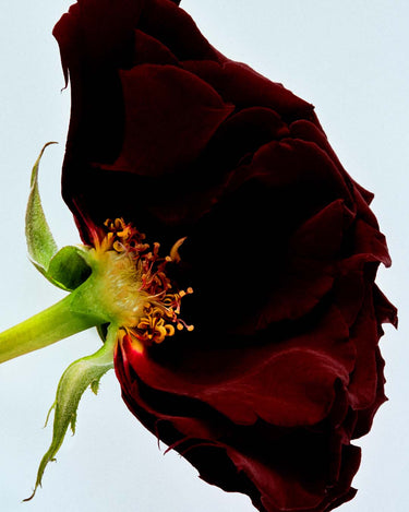 Serviette Byronic Hero Eau de Parfum - Stéle