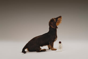 Biche Après Oil for Dogs - Stéle