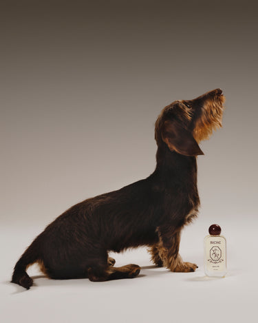 Biche Après Oil for Dogs - Stéle