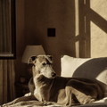Bougie Poochie Morning Walk Candle - Stéle